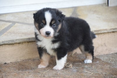 Les chiots de Berger Américain Miniature 