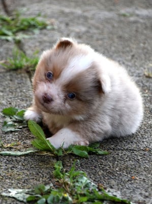 Les chiots de Berger Américain Miniature 