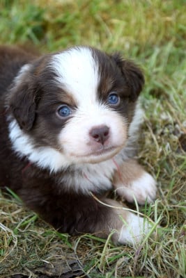 Les chiots de Berger Américain Miniature 