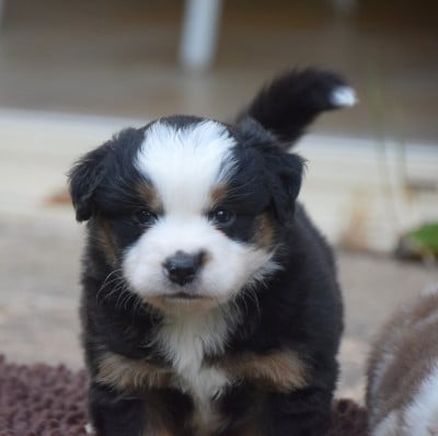 Les chiots de Berger Américain Miniature