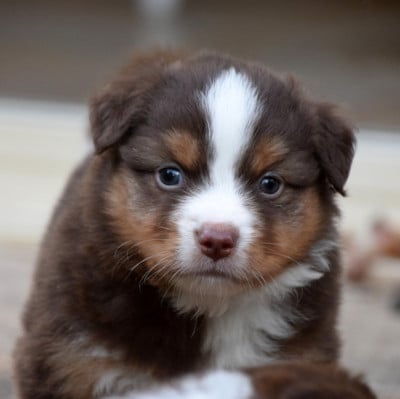 Les chiots de Berger Américain Miniature