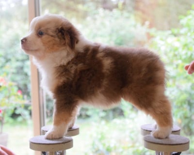 Les chiots de Berger Américain Miniature