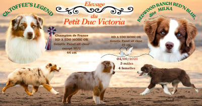 Les chiots de Berger Américain Miniature 