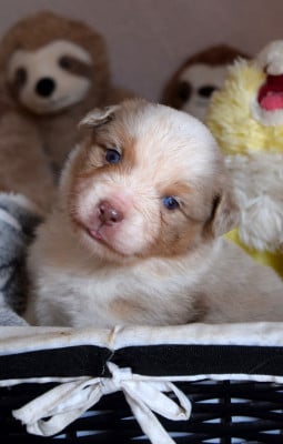 Les chiots de Berger Américain Miniature 
