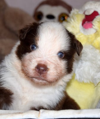 Les chiots de Berger Américain Miniature 