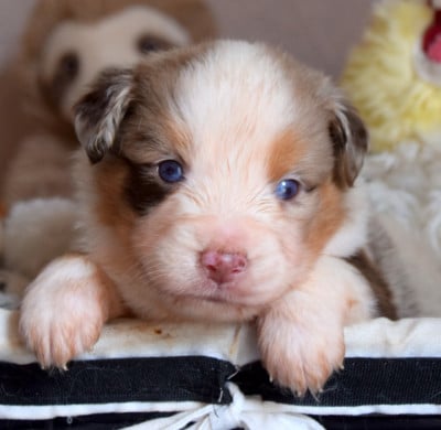 Les chiots de Berger Américain Miniature 