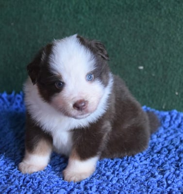 Les chiots de Berger Américain Miniature 