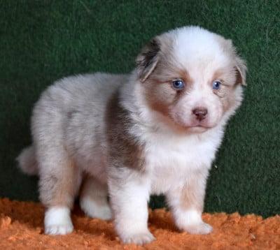 Les chiots de Berger Américain Miniature 