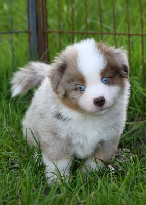 Les chiots de Berger Américain Miniature 