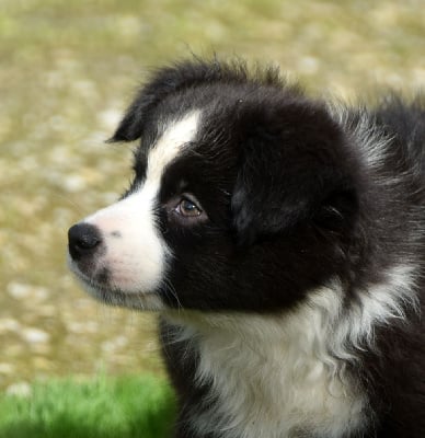 Les chiots de Berger Américain Miniature
