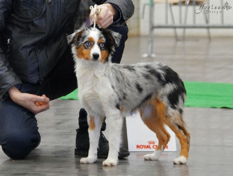 L'oreal du petit Duc Victoria - TRES PROMETTEUR