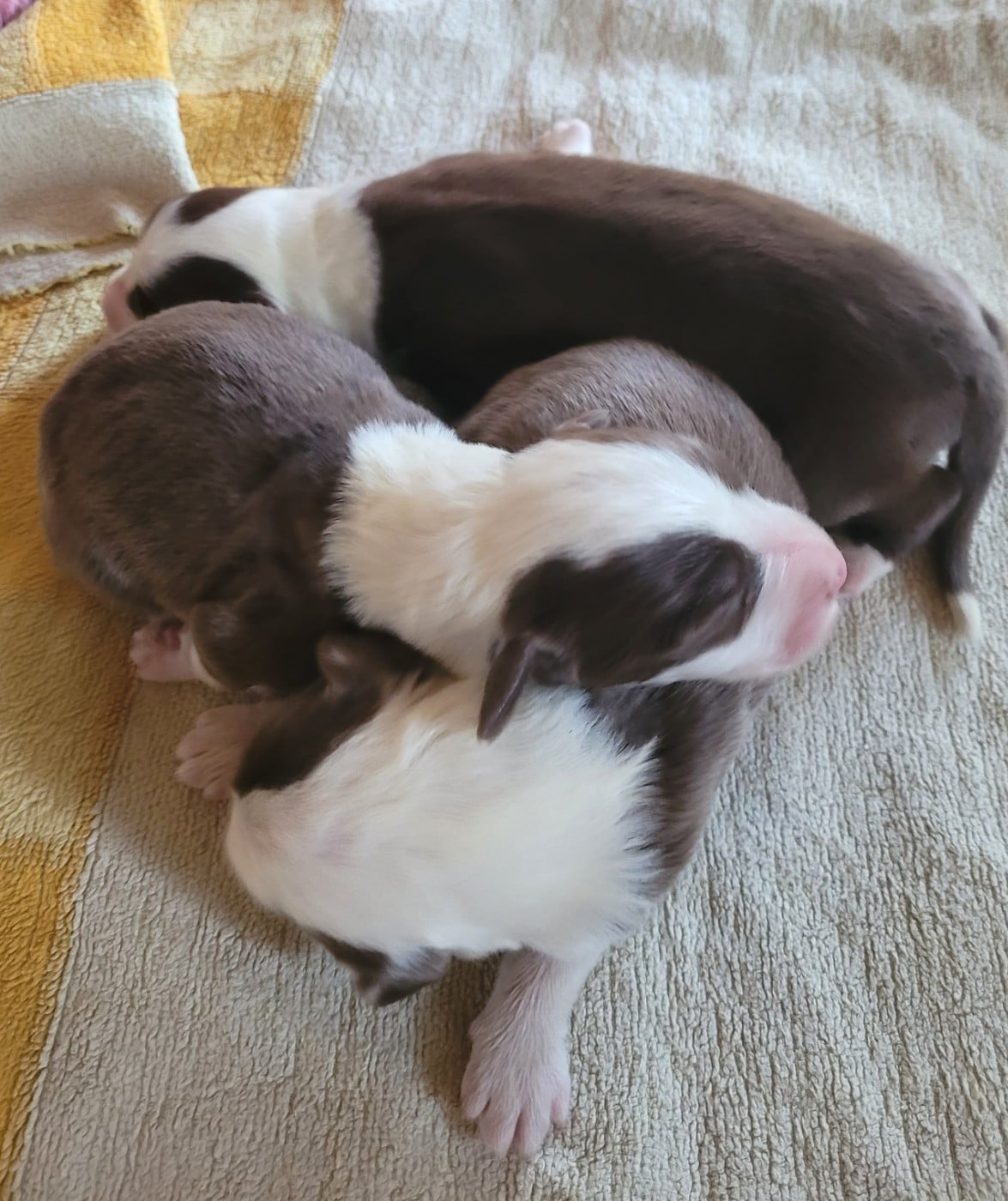 CHIOT 2 - Bearded Collie