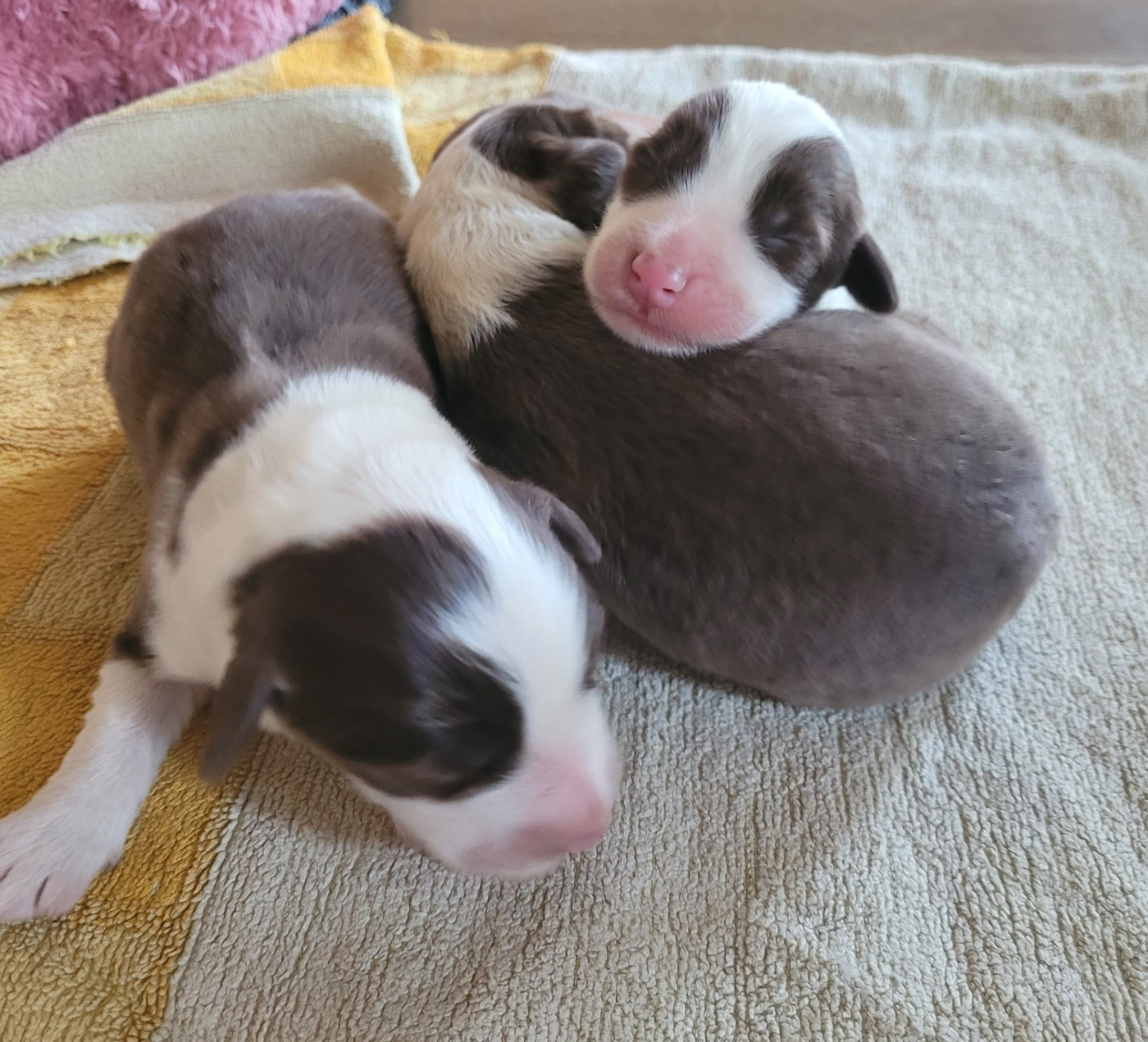 CHIOT 7 - Bearded Collie