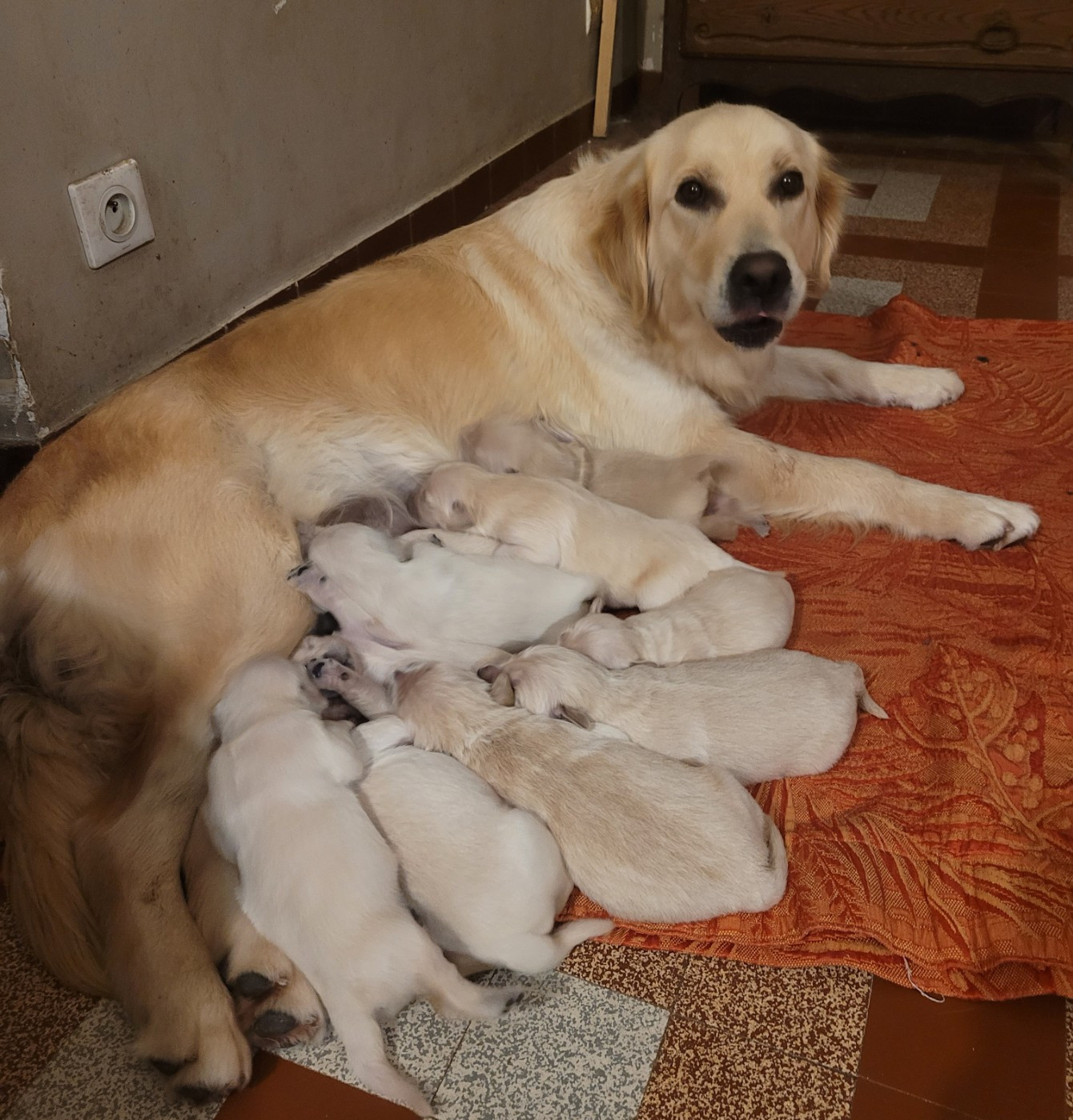 Chiots De La Race Golden Retriever Disponibles Sur Chiots de france