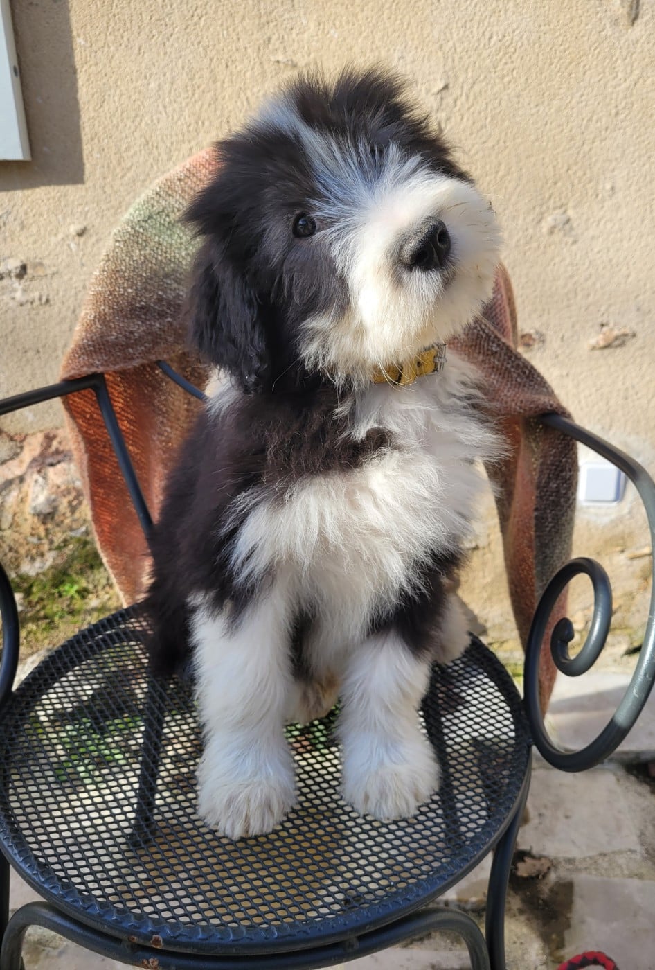 CHIOT 4 - Bearded Collie