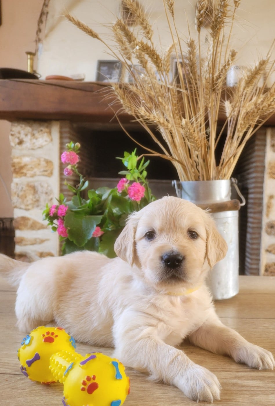Bella - Golden Retriever