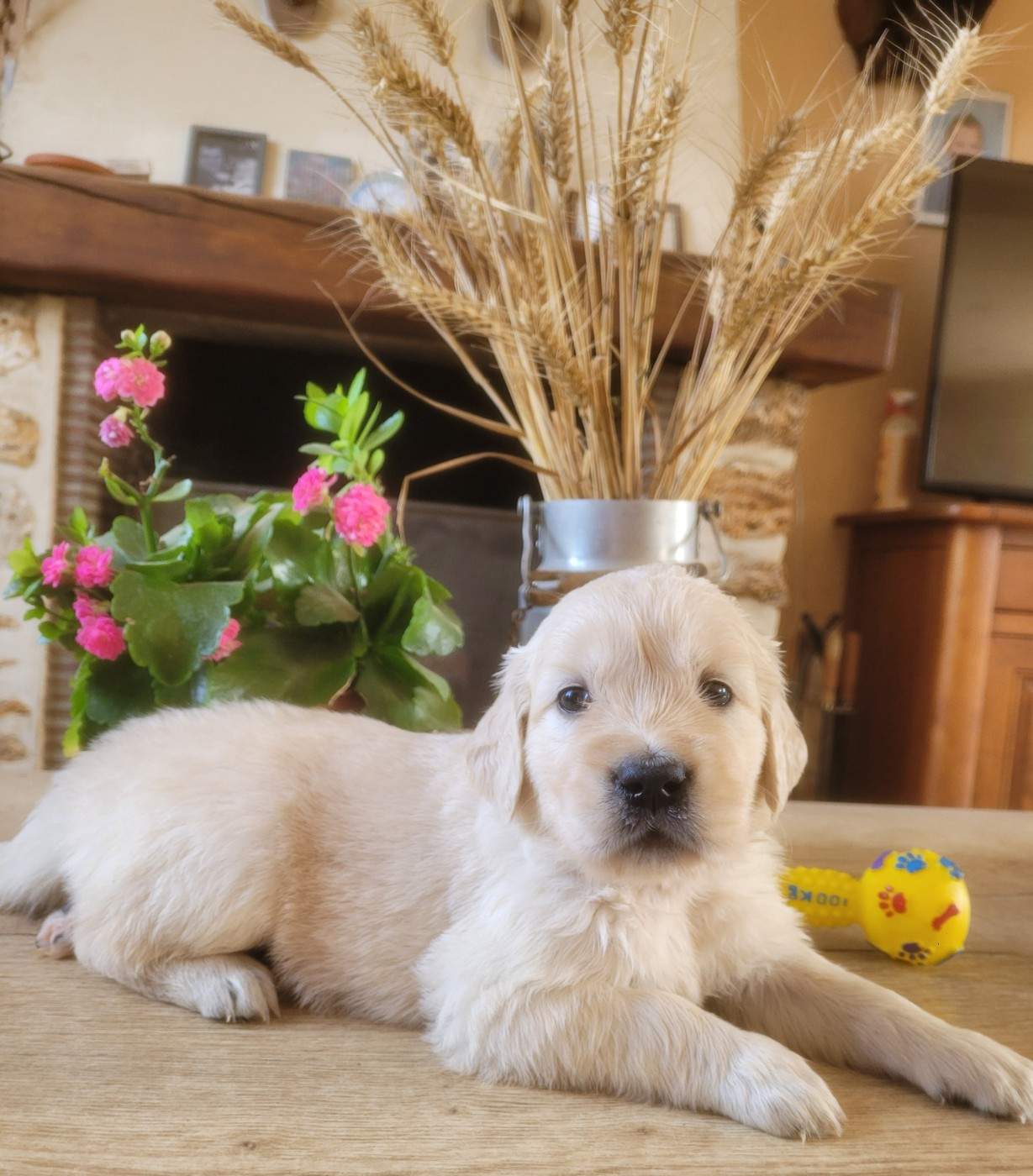 Chiot N°6 - Golden Retriever