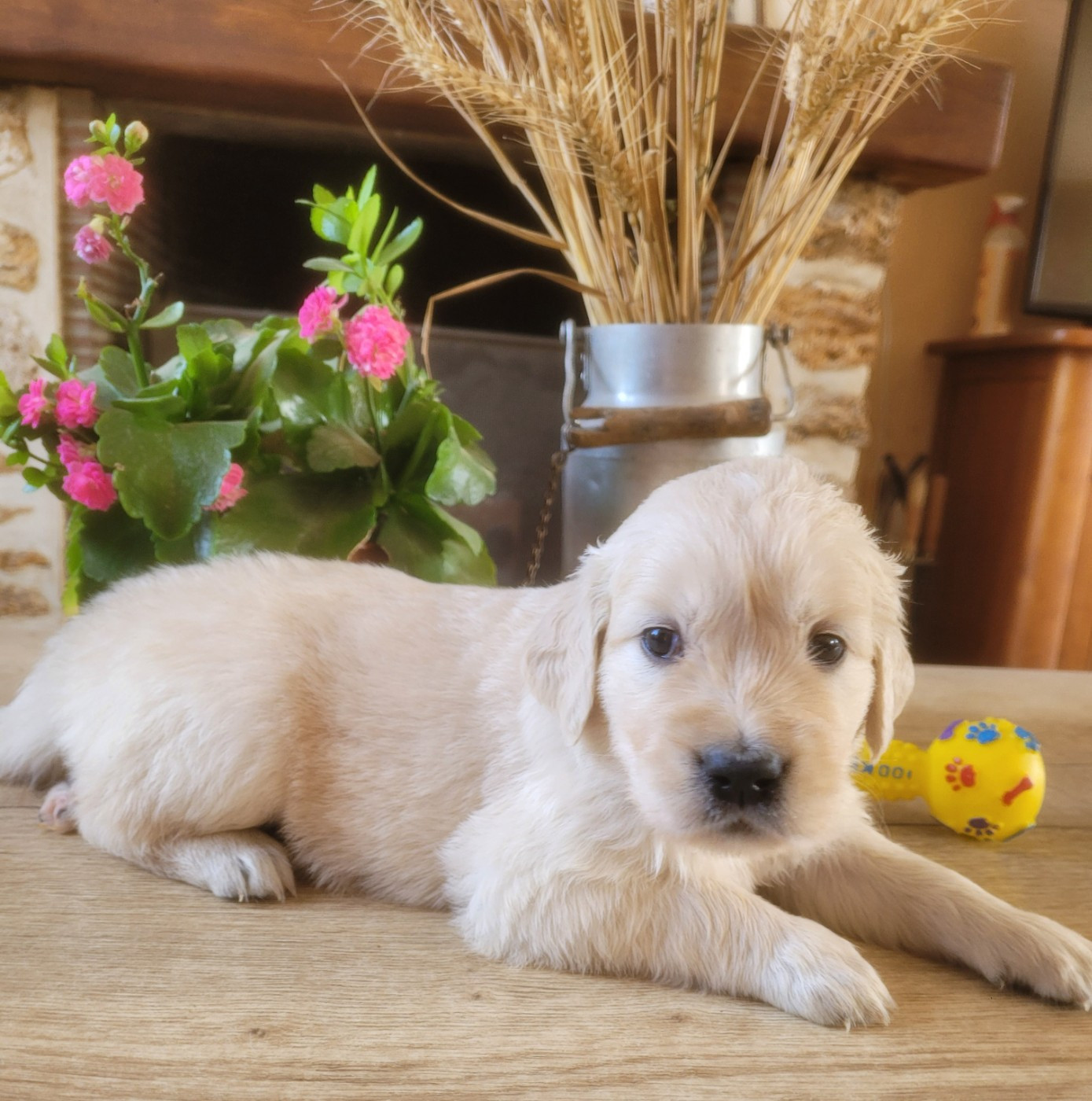 Chiot N°4 - Golden Retriever