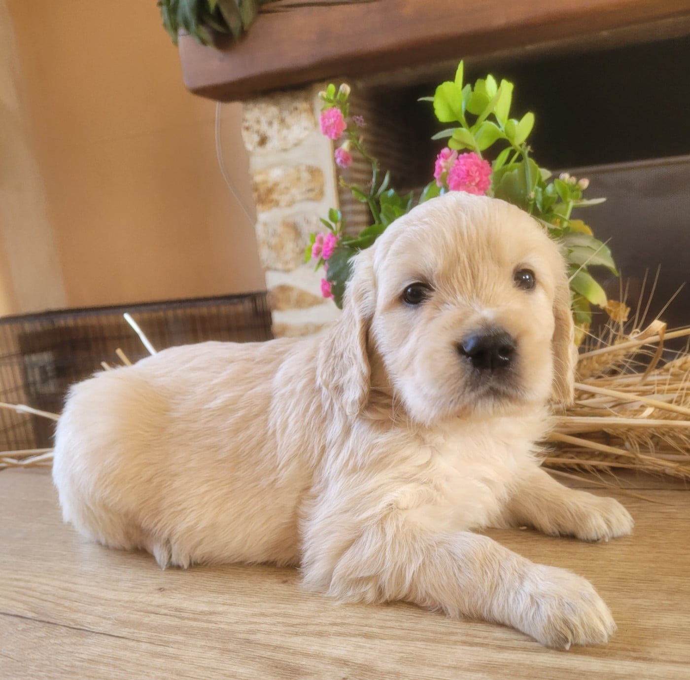 Chiot N°2 - Golden Retriever