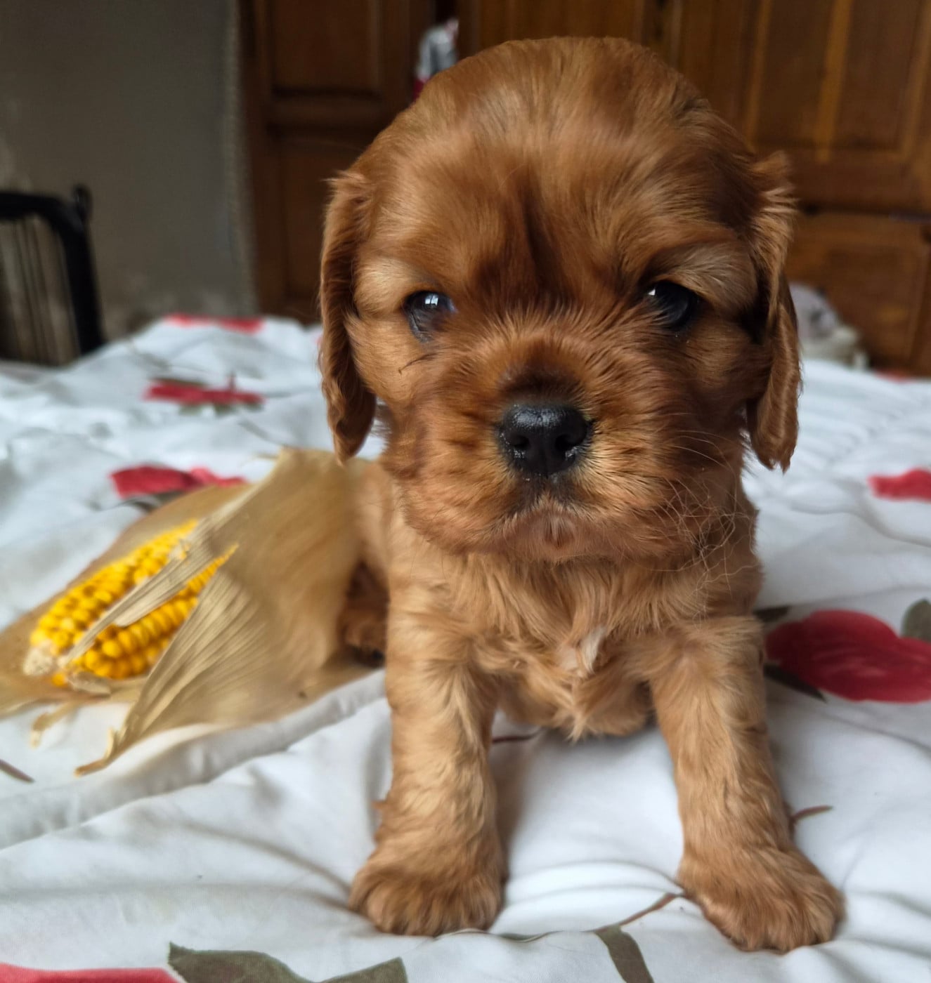 B - Cavalier King Charles Spaniel