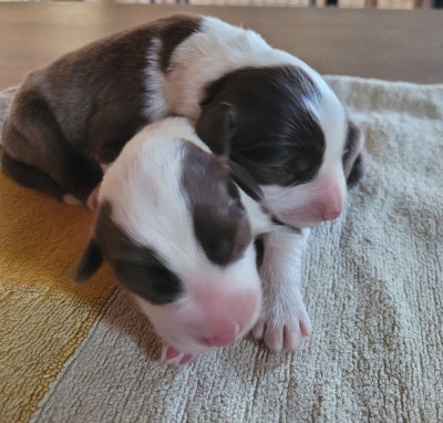 Les chiots de Bearded Collie
