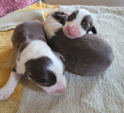 Les chiots de Bearded Collie