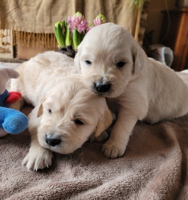 Les chiots de Golden Retriever