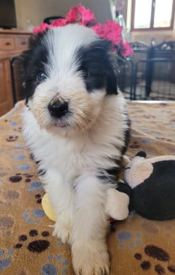 Les chiots de Bearded Collie