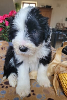 Les chiots de Bearded Collie