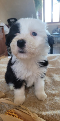 Les chiots de Bearded Collie