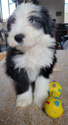 Les chiots de Bearded Collie