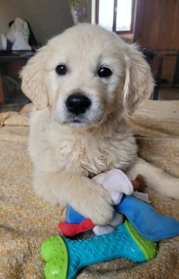 Les chiots de Golden Retriever