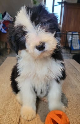 Les chiots de Bearded Collie