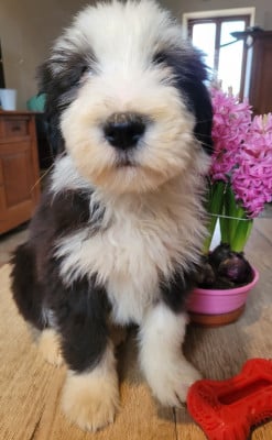 Les chiots de Bearded Collie