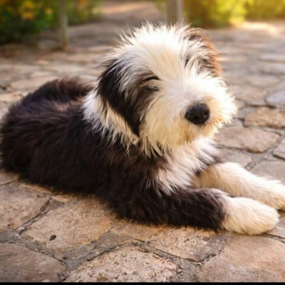 Les chiots de Bearded Collie