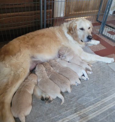 Chiot N°2 - Golden Retriever