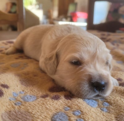 Les chiots de Golden Retriever