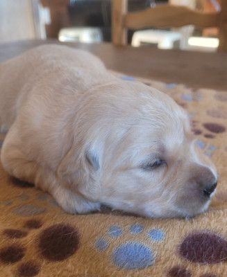Les chiots de Golden Retriever