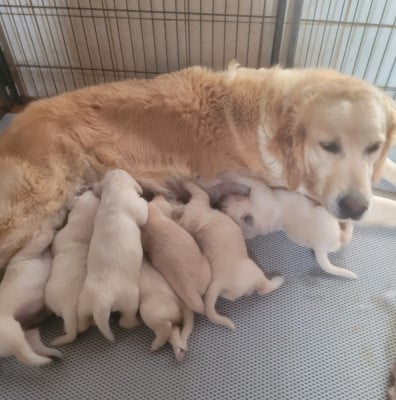 Les chiots de Golden Retriever
