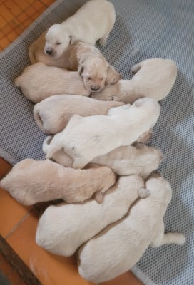 Les chiots de Golden Retriever