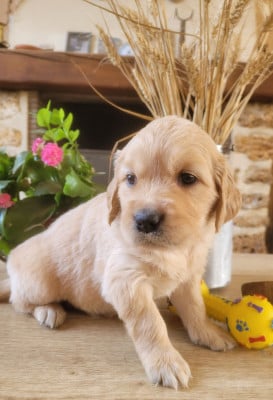 Les chiots de Golden Retriever