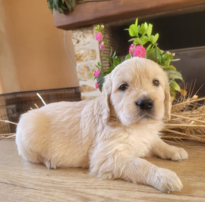 Les chiots de Golden Retriever