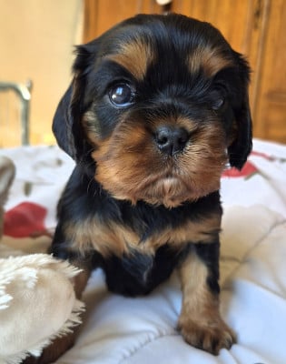 Les chiots de Cavalier King Charles Spaniel