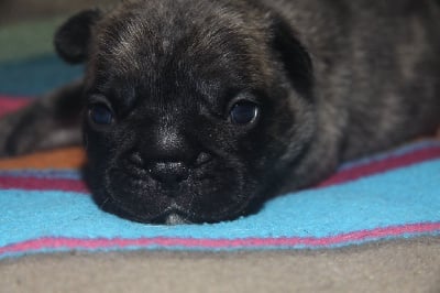 Les chiots de Bouledogue français