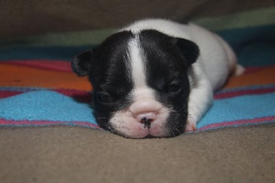 Les chiots de Bouledogue français