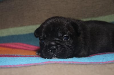 Les chiots de Bouledogue français