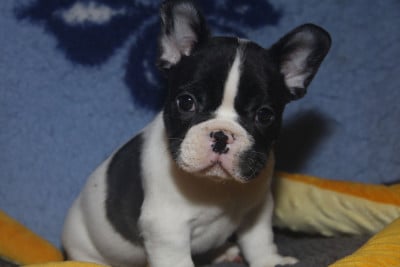 Les chiots de Bouledogue français