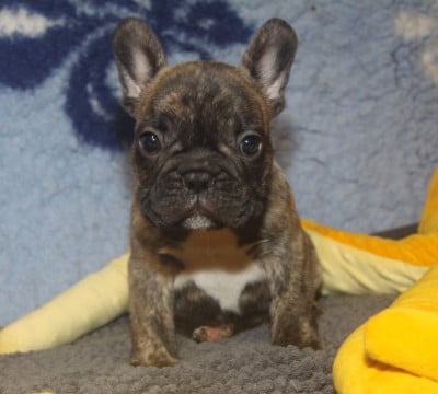 Les chiots de Bouledogue français