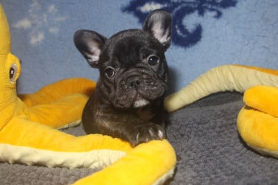 Les chiots de Bouledogue français