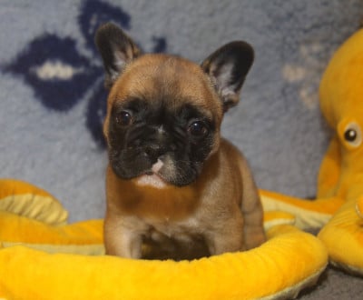 Les chiots de Bouledogue français